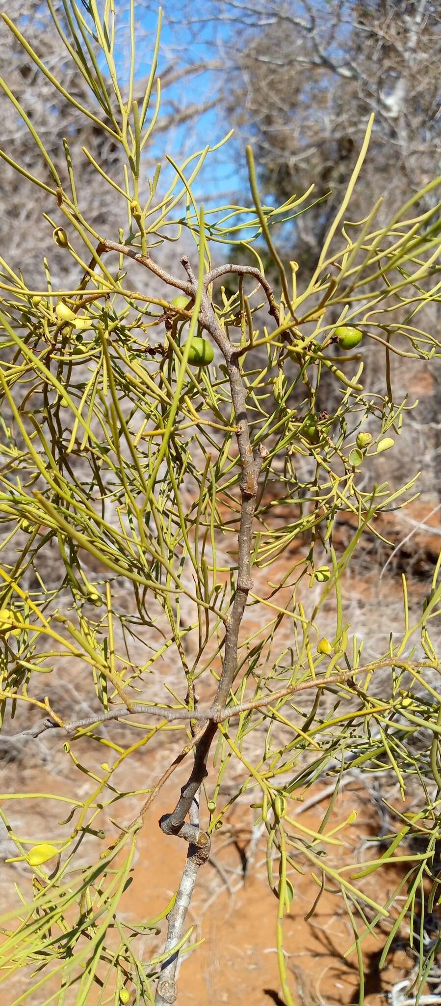 Image of Maerua filiformis Drake