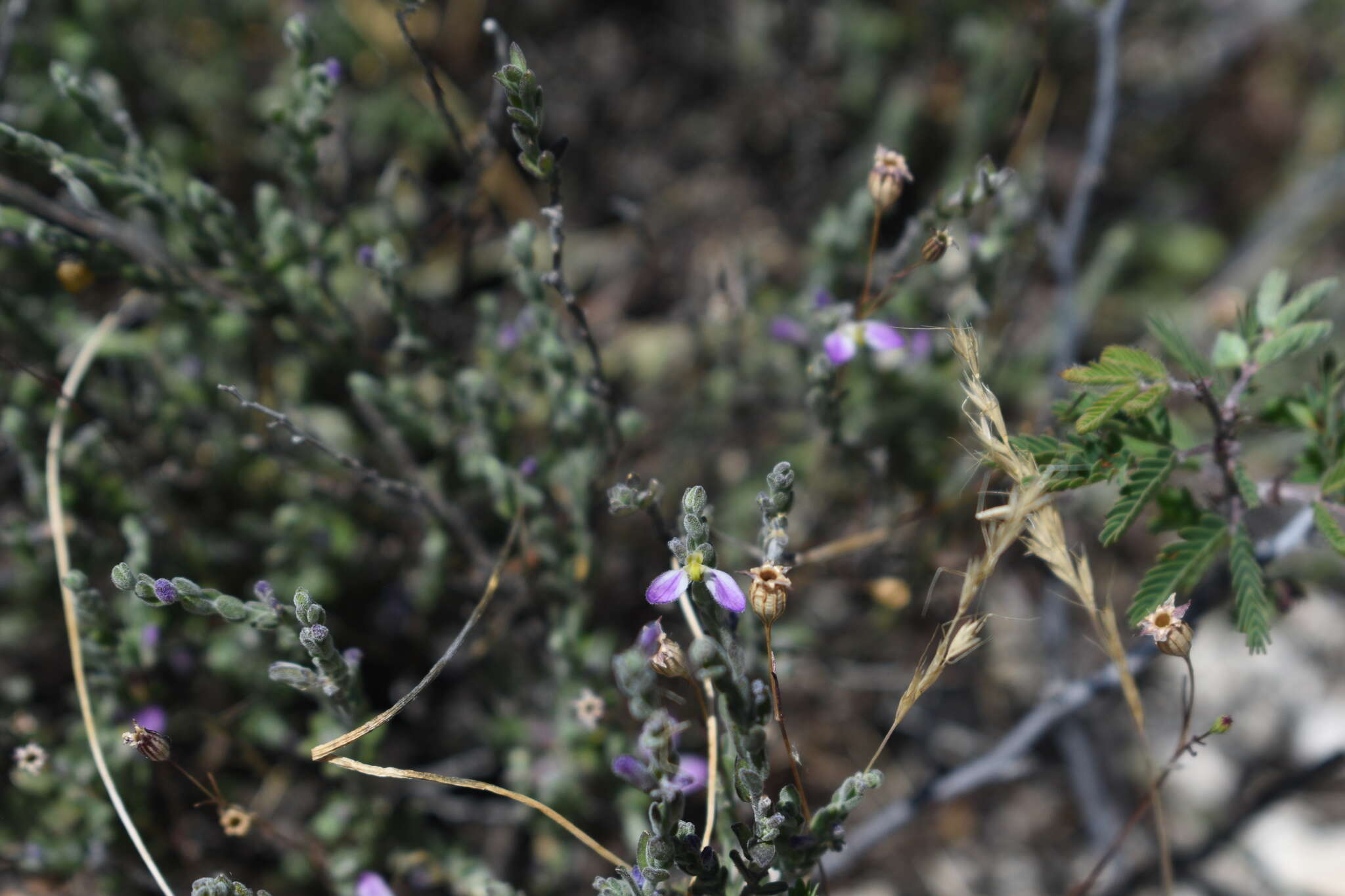 Image of glandleaf milkwort