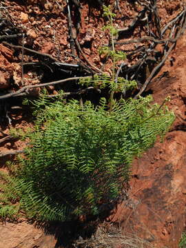 Image of southern brackenfern