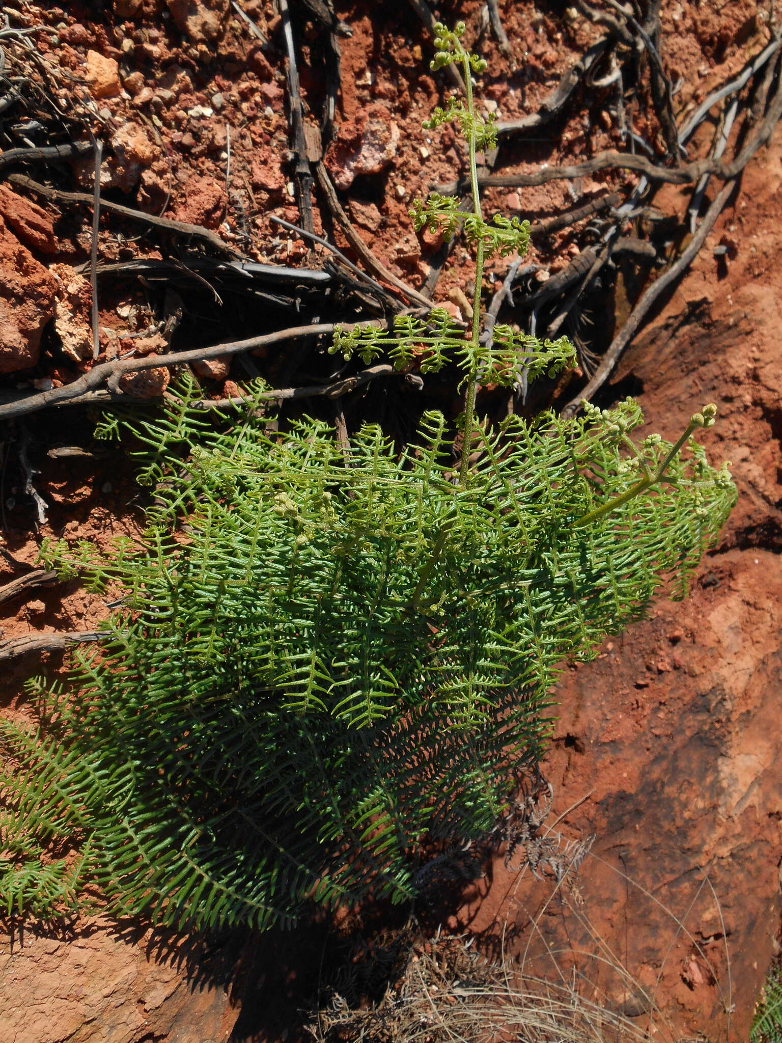 Sivun Pteridium caudatum (L.) Maxon kuva