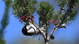 Image of Gilbert's Honeyeater