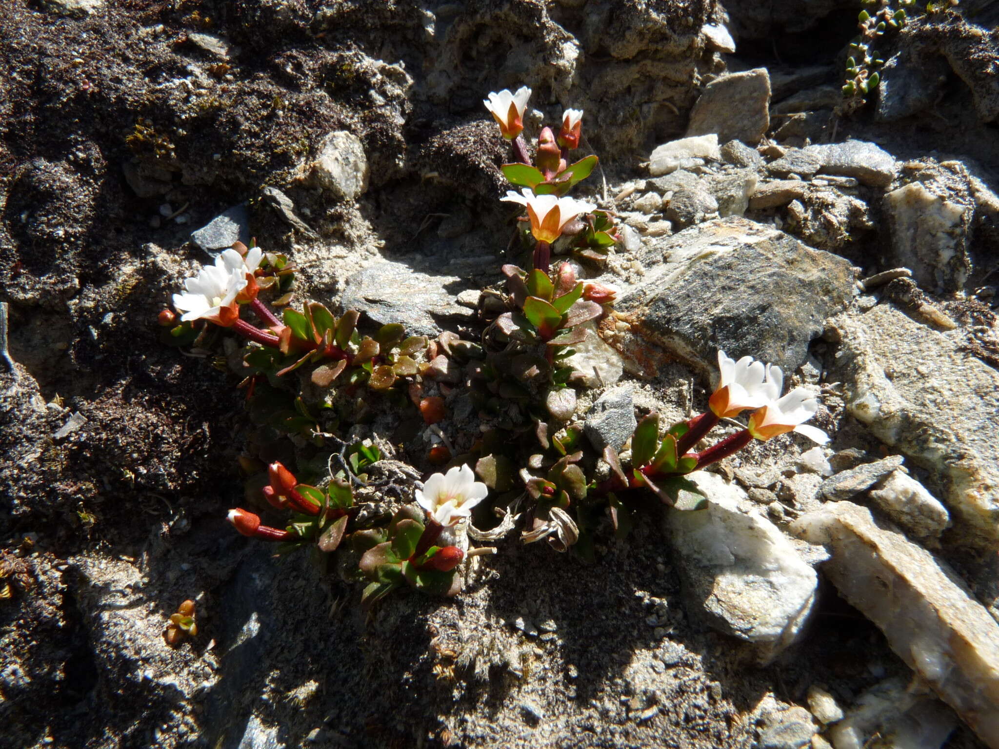 Imagem de Epilobium tasmanicum Hausskn.