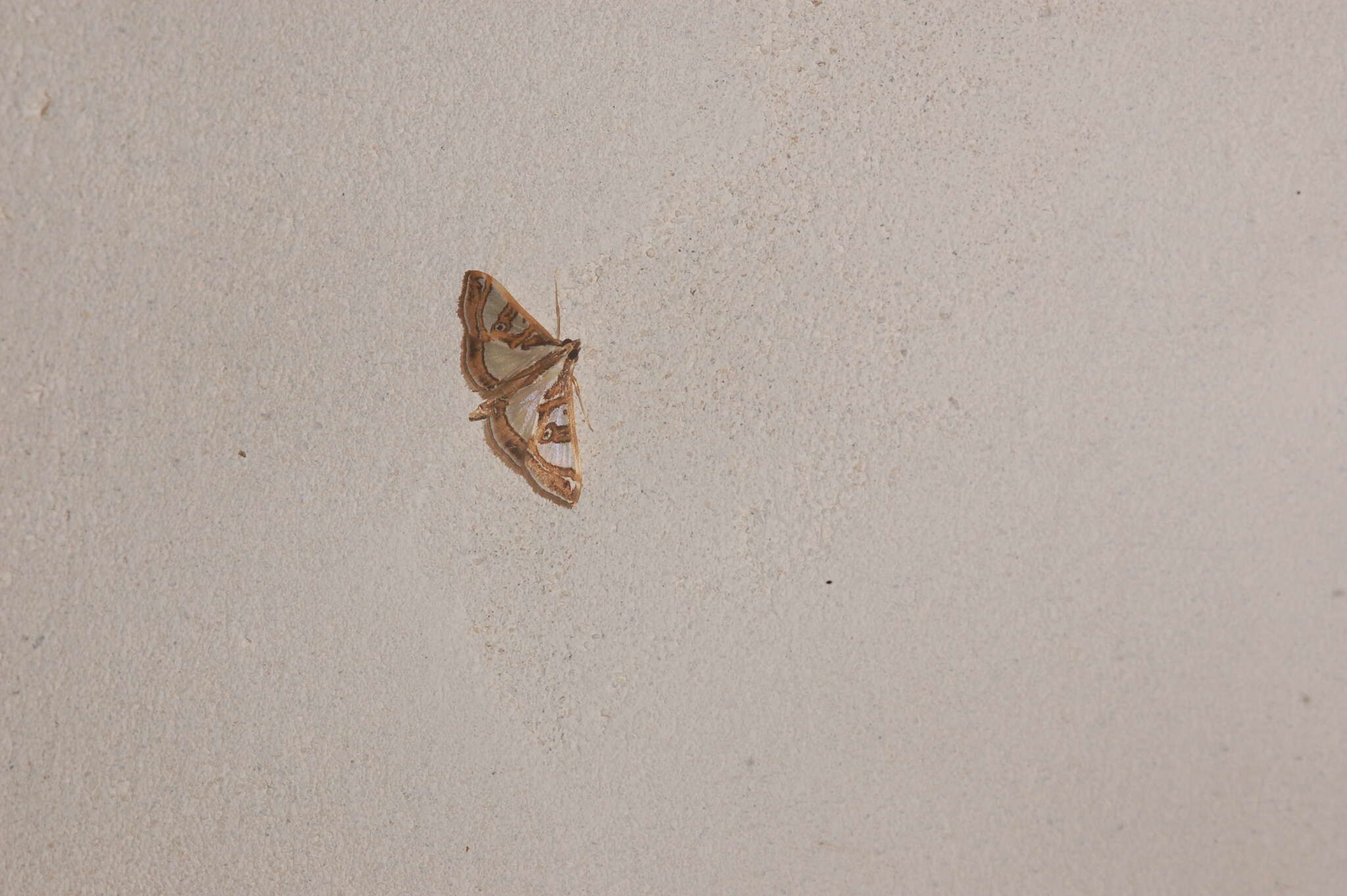 Image of Moth