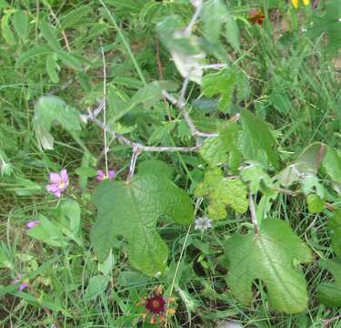 Image of mustang grape