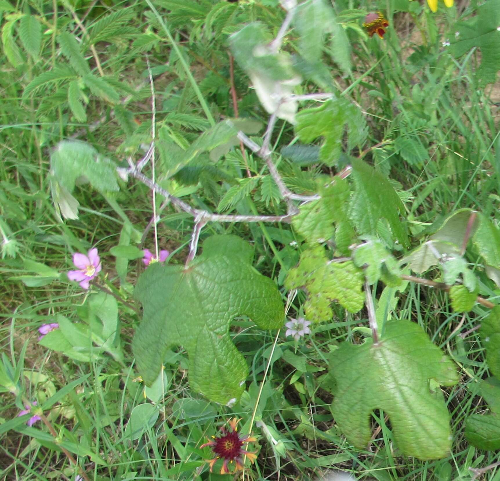 Image of mustang grape