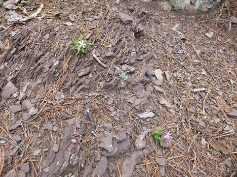 Image of Pennsylvania Catchfly