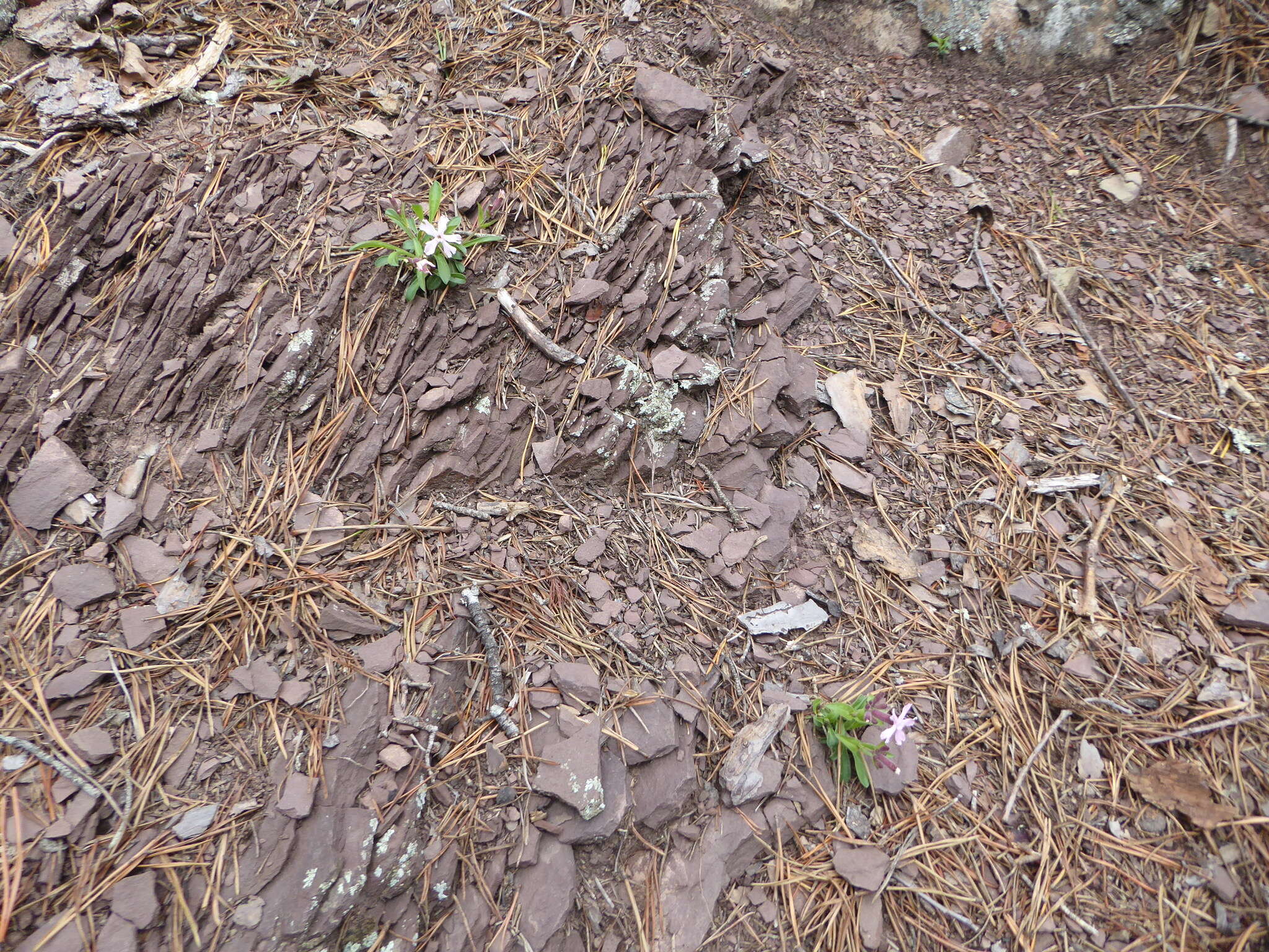 Silene caroliniana subsp. pensylvanica (Michx.) R. T. Clausen resmi