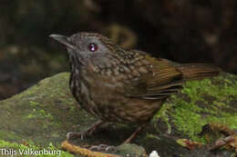 Image of Streaked Wren-Babbler