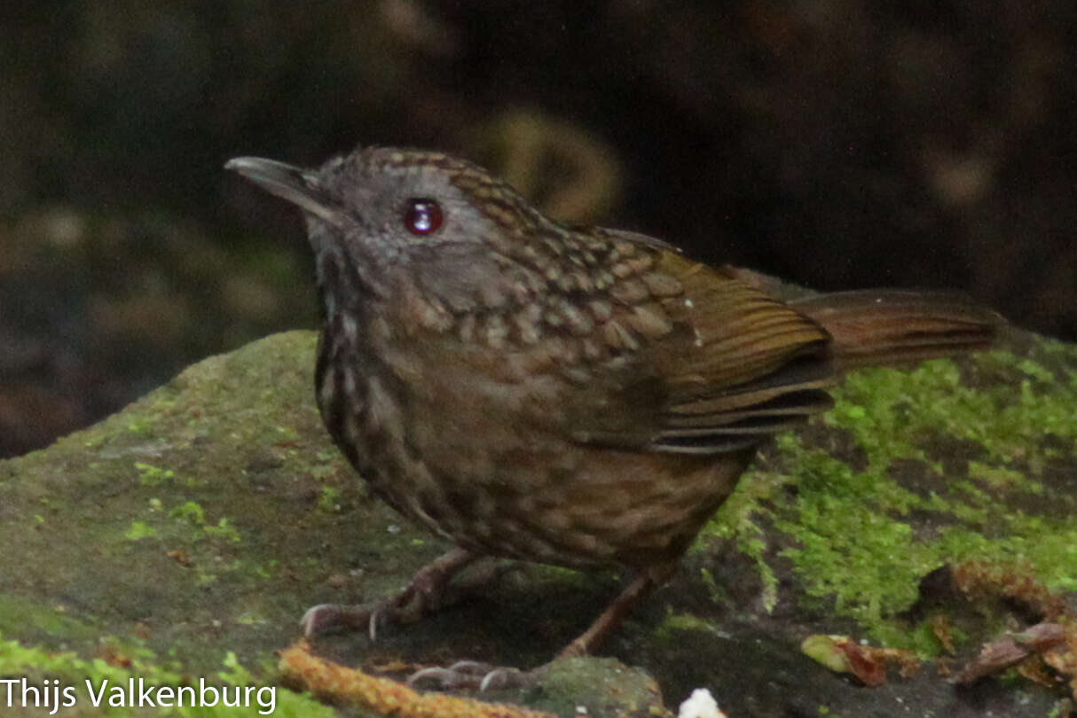 Image of Streaked Wren-Babbler