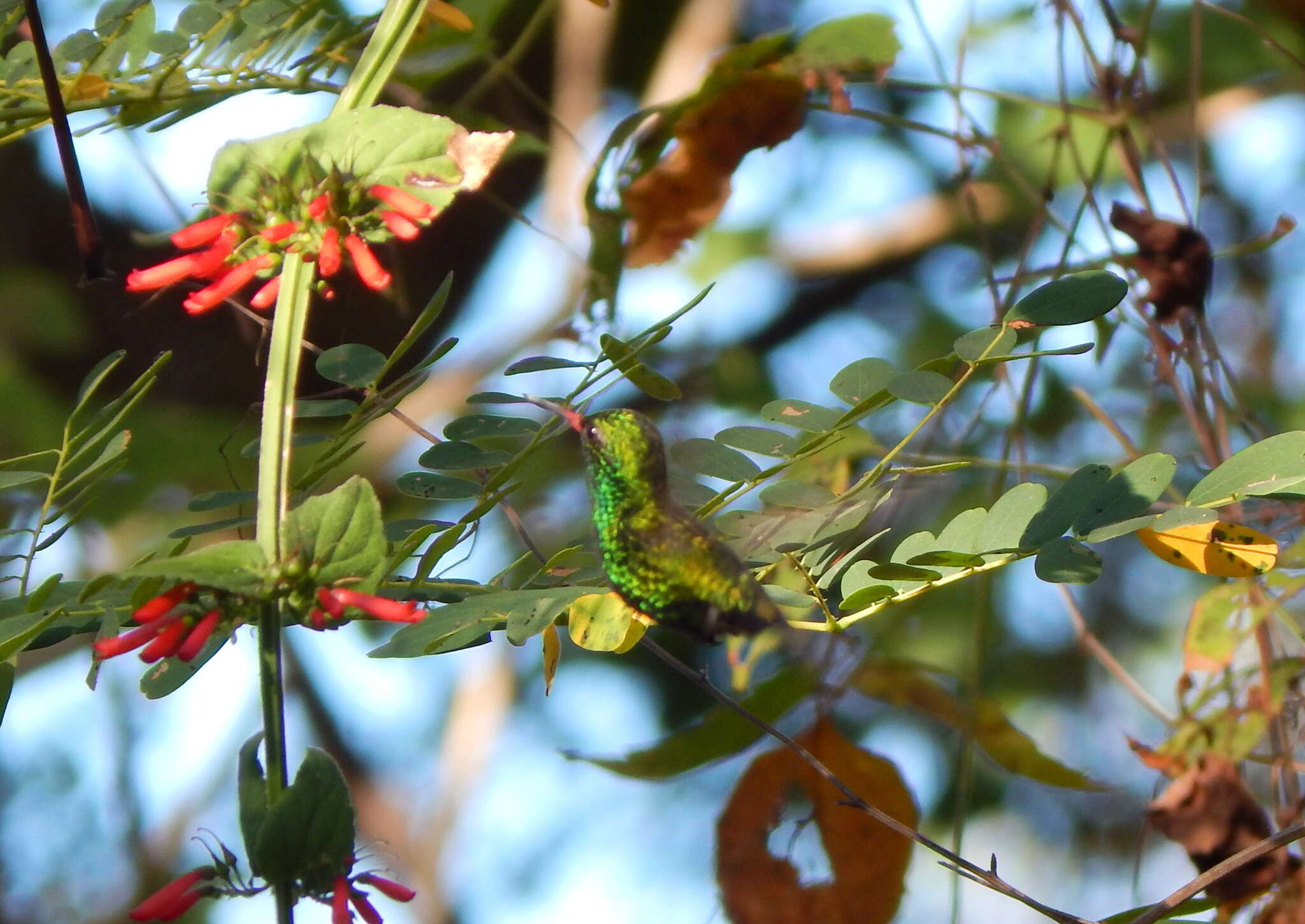 Image of Golden-crowned Emerald