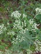 Eupatorium petaloideum Britt. resmi