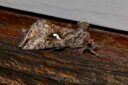 Image de Autographa precationis Guenée 1852