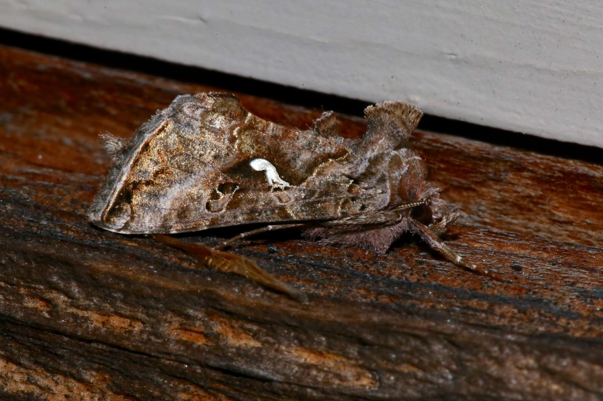 Image de Autographa precationis Guenée 1852