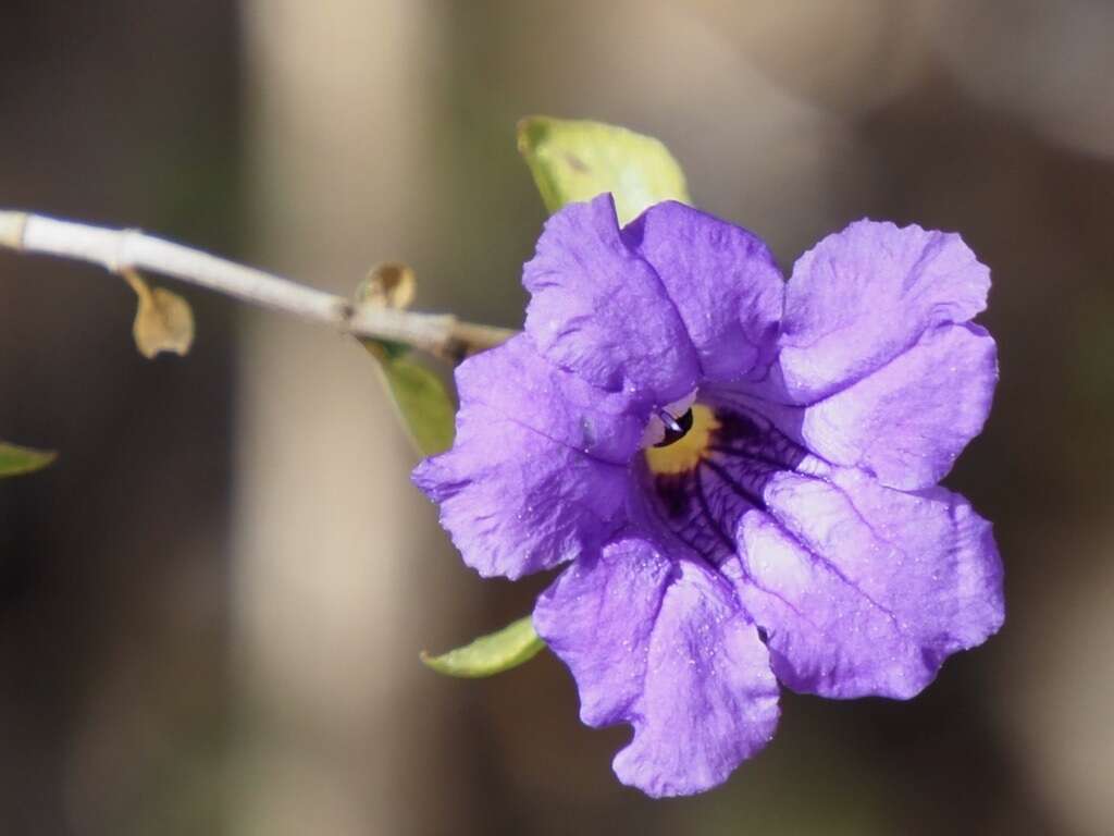 Plancia ëd Ruellia californica subsp. peninsularis (Rose) T. F. Daniel