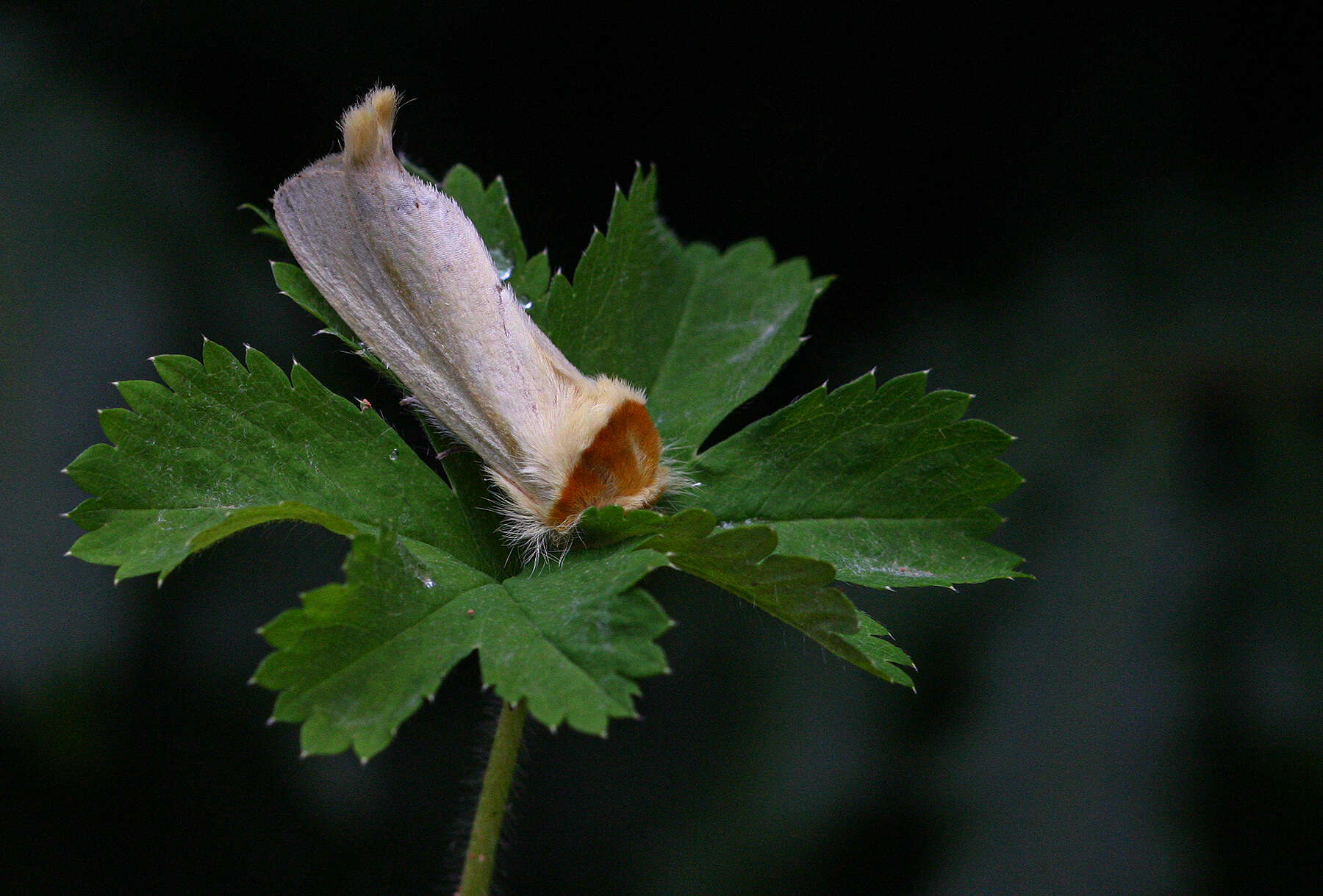 Image of Antheua simplex Walker 1855