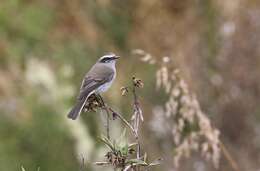 Ochthoeca leucophrys (d'Orbigny & Lafresnaye 1837)的圖片