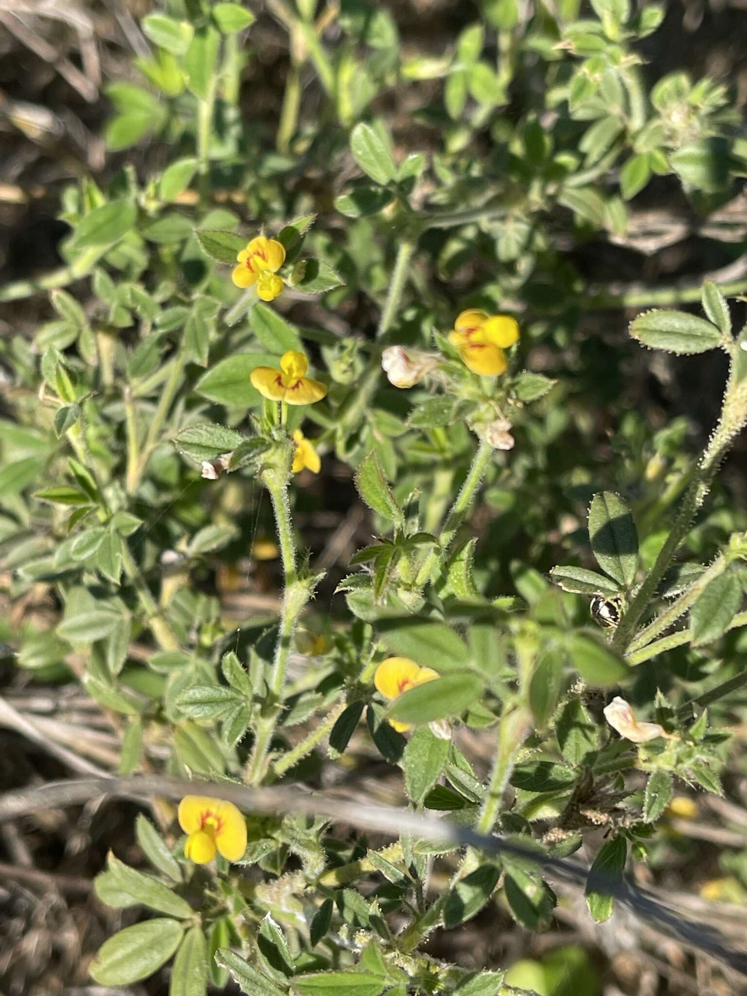 Image of shrubby pencilflower