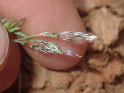 Sivun Eriochloa pseudoacrotricha (Stapf ex Thell.) J. M. Black kuva