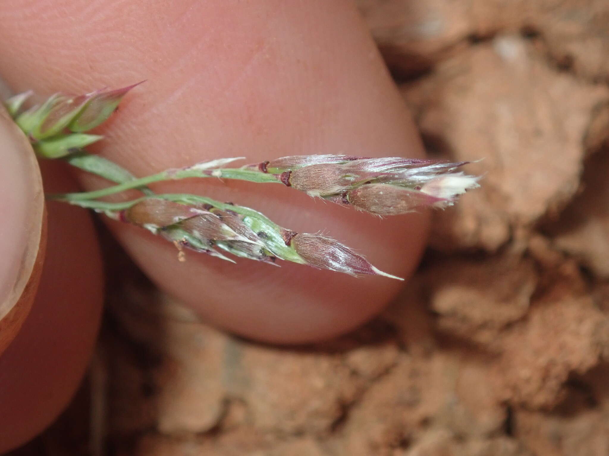 Plancia ëd Eriochloa pseudoacrotricha (Stapf ex Thell.) J. M. Black