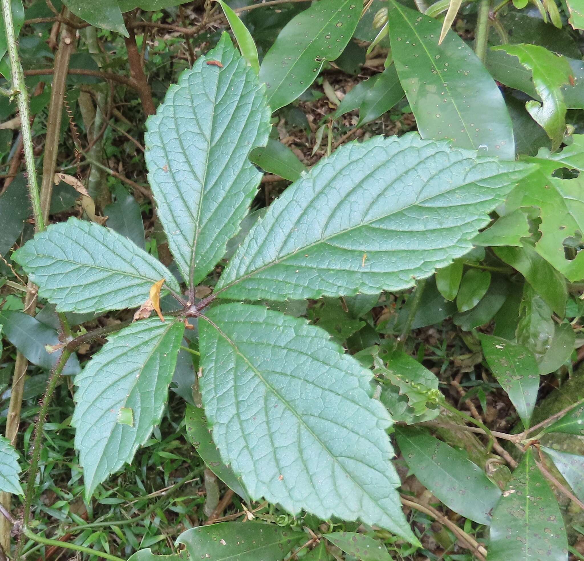 Image of Cyphostemma hypoleucum (Harv.) Descoings ex Wild & R. B. Drumm.