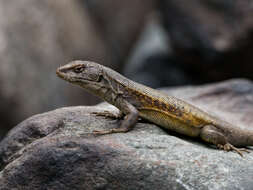 Image of Liolaemus parvus Quinteros, Abdala, Gómez & Scrocchi 2008