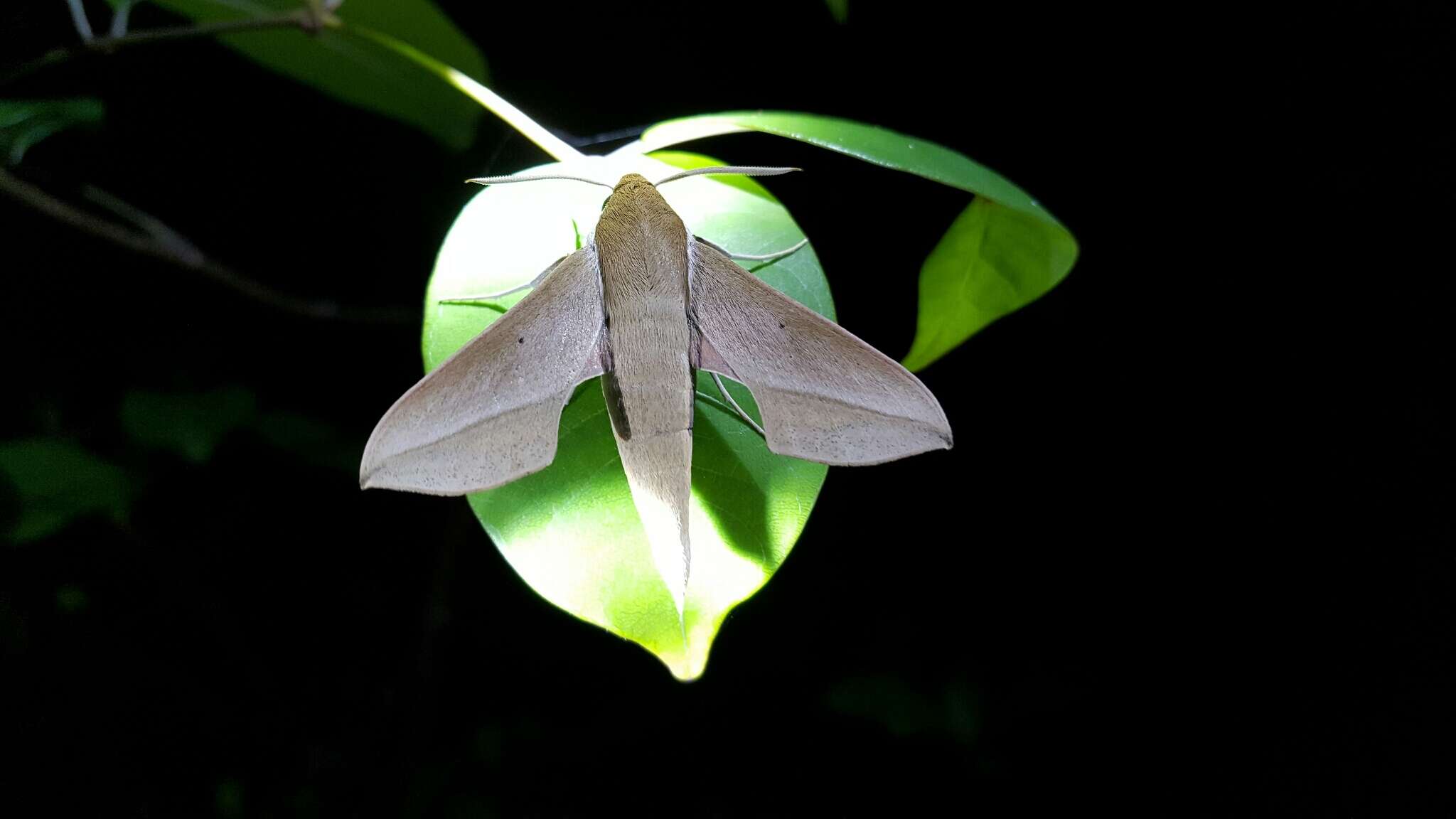 Image of Hippotion batschii (Keferstein 1870)