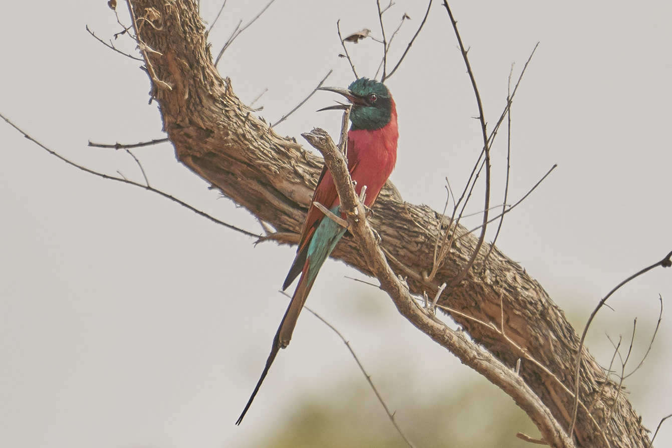 Image of Northern Carmine Bee-eater