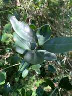 Plancia ëd Olea capensis subsp. enervis (Harv.) I. Verd.