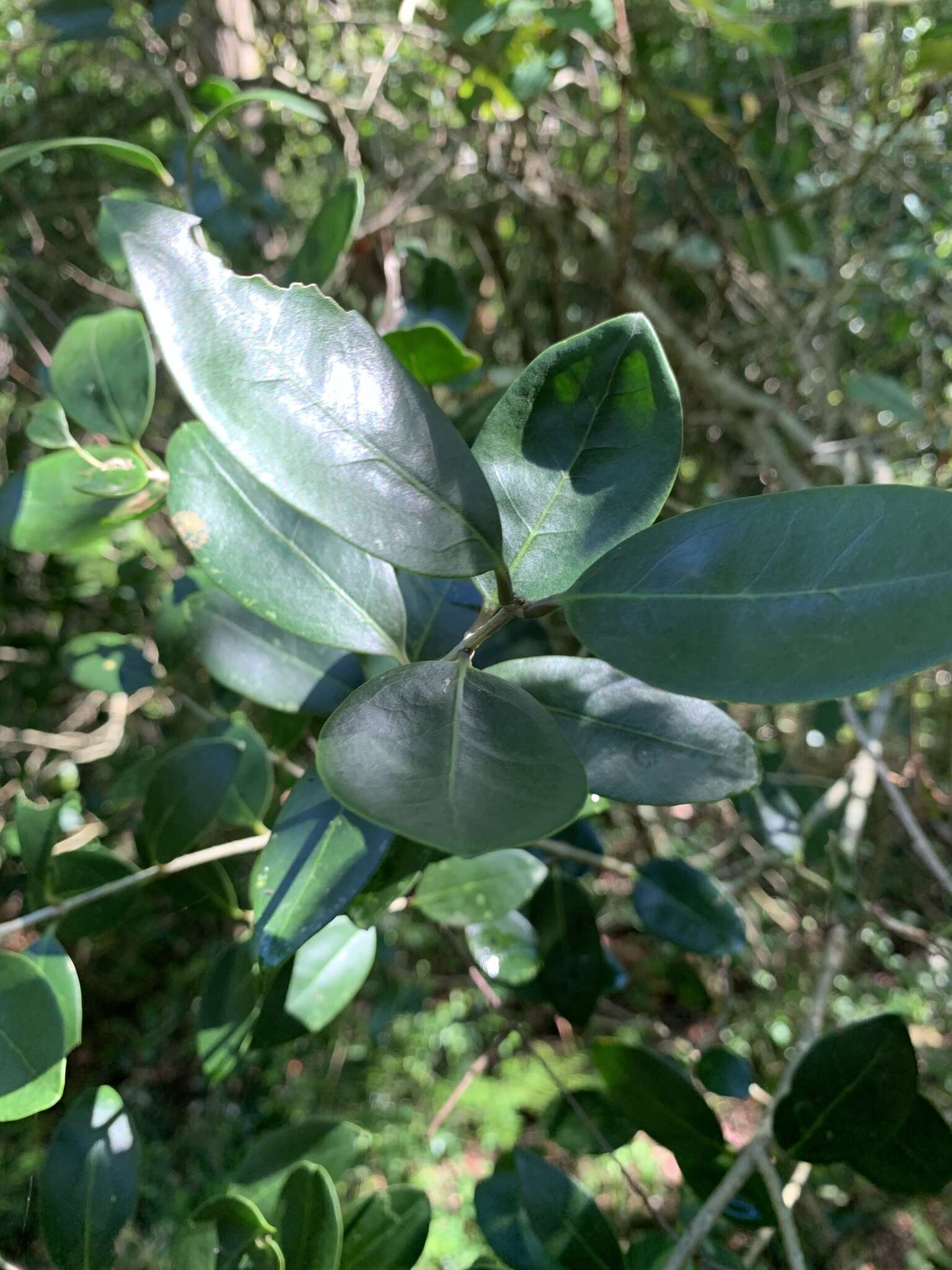 Plancia ëd Olea capensis subsp. enervis (Harv.) I. Verd.