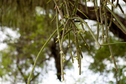 Слика од Rhipsalis baccifera subsp. shaferi (Britton & Rose) Barthlott & N. P. Taylor