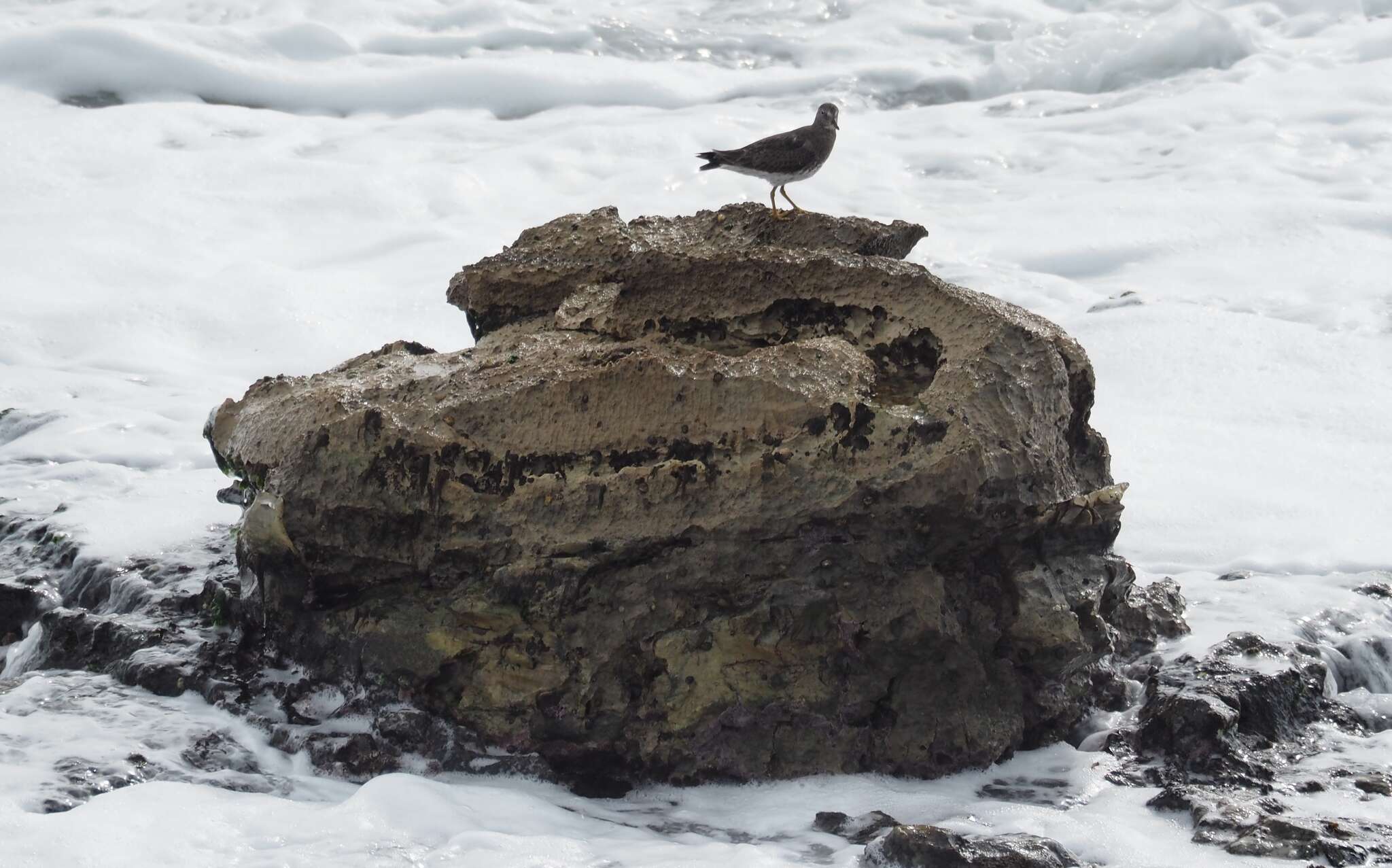 Image of Surfbird