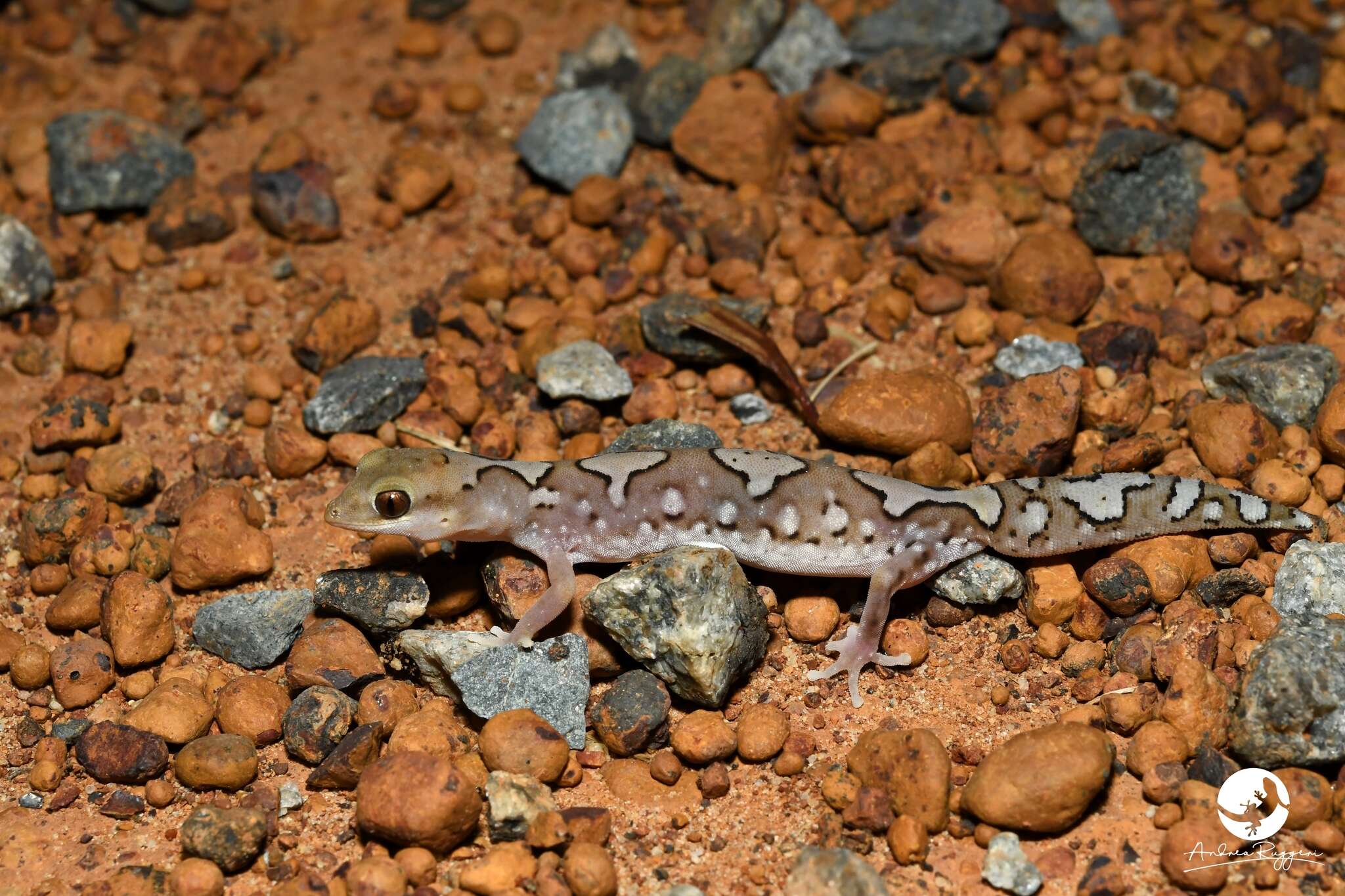 Image of Fine-faced Gecko