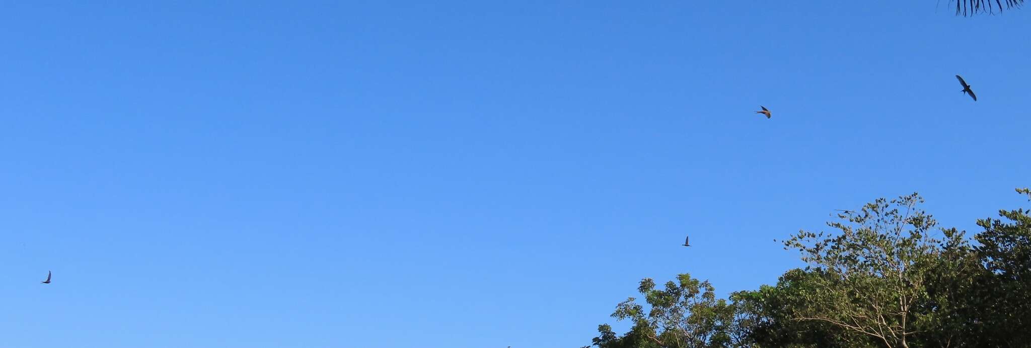 Image of African Palm Swift