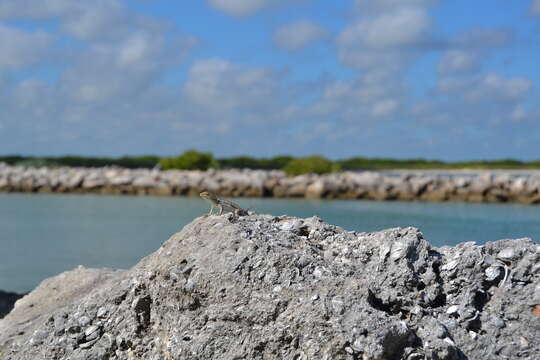 Image of Cozumel Spiny Lizard