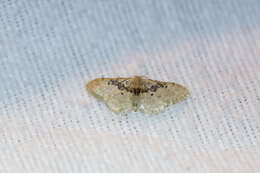 صورة Idaea intermedia Staudinger 1879