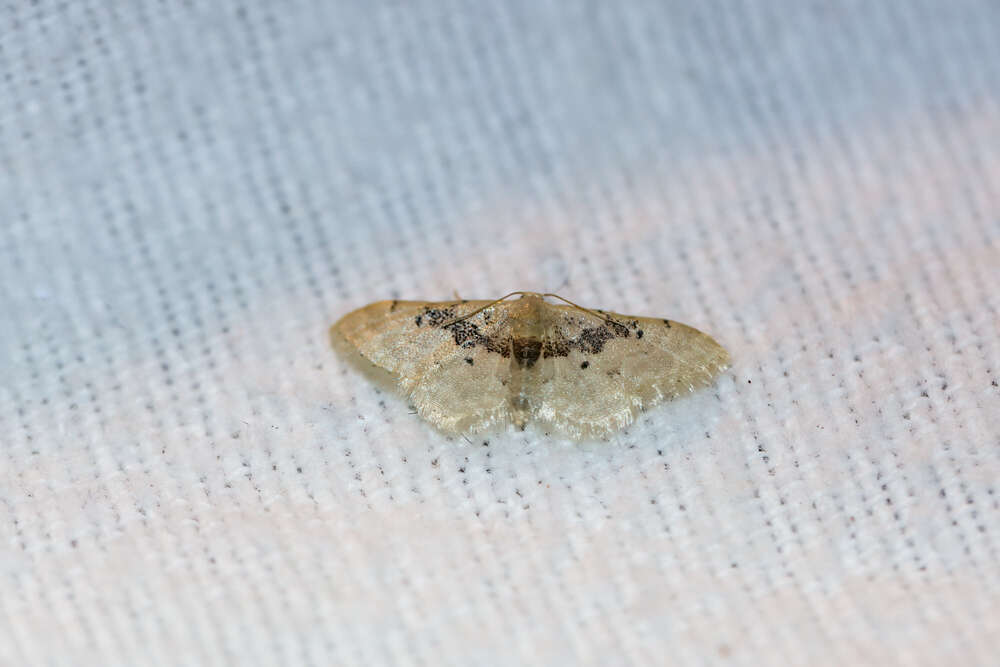 Image of Idaea intermedia Staudinger 1879