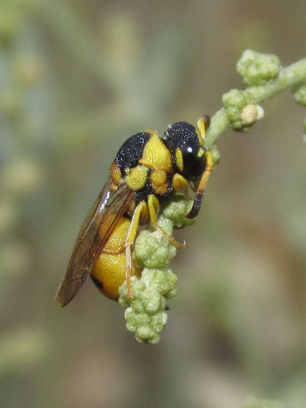 Sivun Brachyodynerus magnificus (Moravitz 1867) kuva