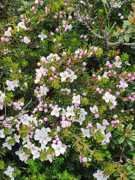 Image of Boronia citriodora subsp. citriodora