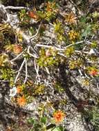 Image of Melaleuca asterocarpa (Hnatiuk) Craven & R. D. Edwards