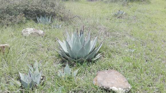 Agave applanata K. Koch resmi