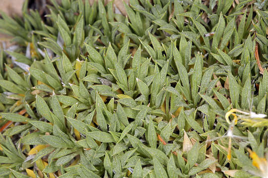 Image of stemless mock goldenweed