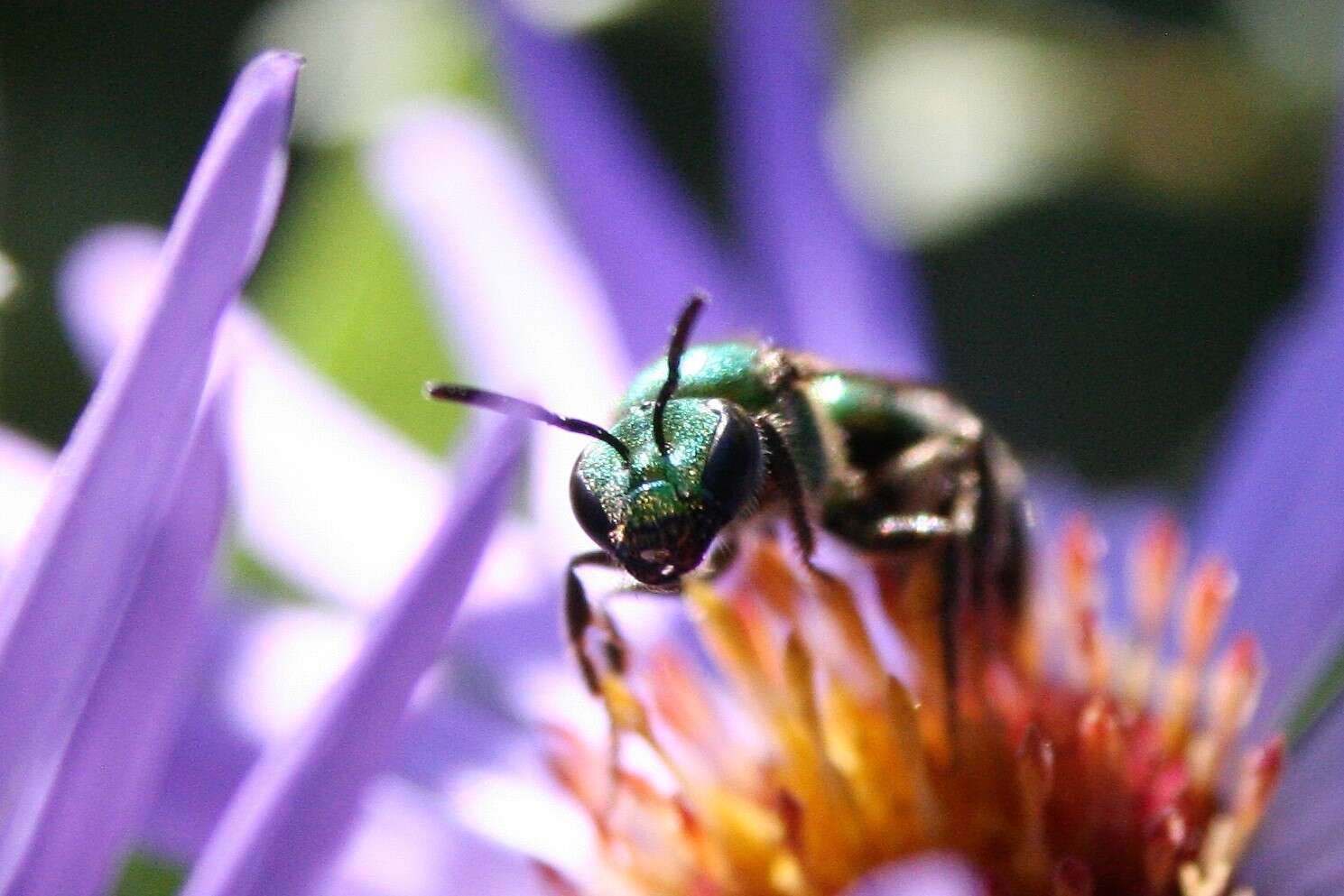 Image of Pure Green Augochlora