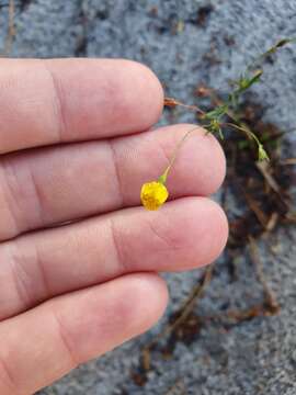 Image of Goodenia pulchella Benth.