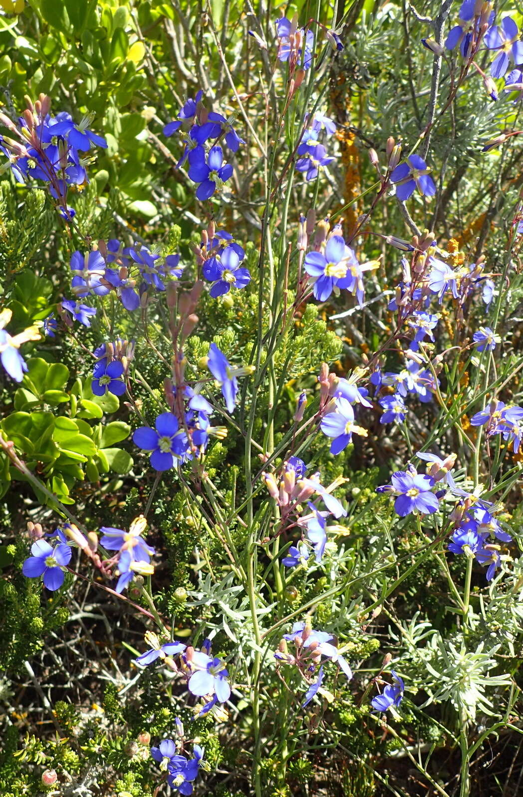 Image of Heliophila linearis var. linearis