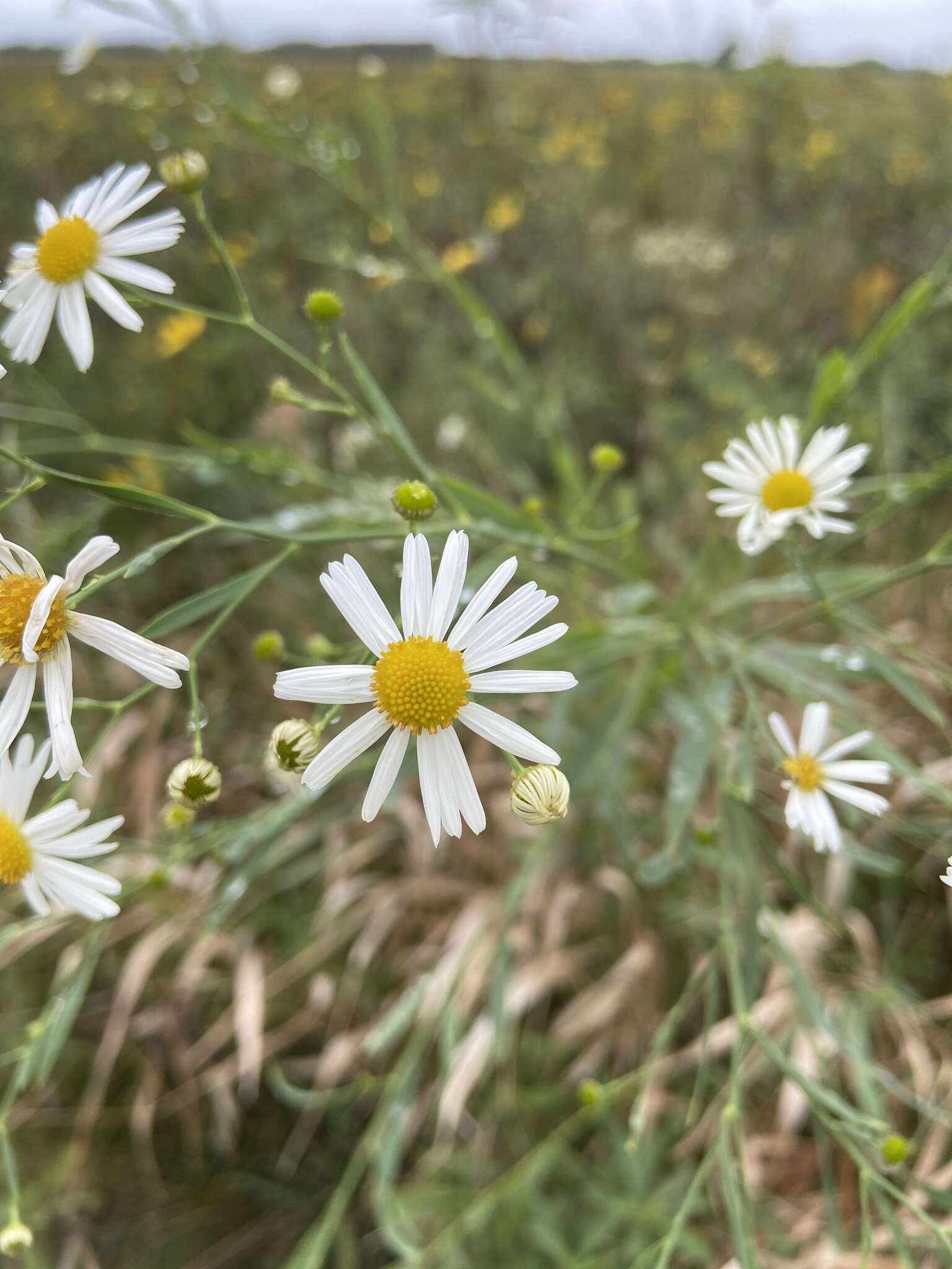 Plancia ëd Boltonia asteroides (L.) L'Hér.