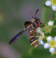 Image of Polybiomyia