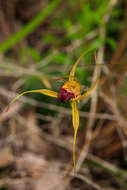 Image of Swamp spider orchid