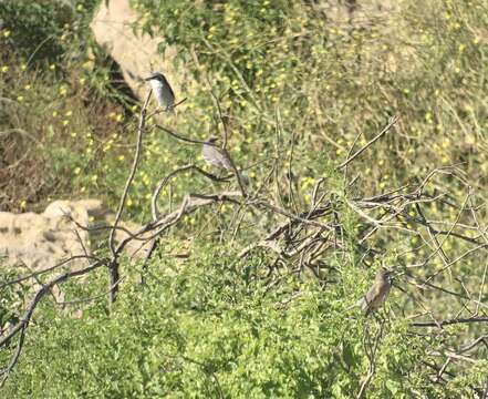 Image of San Clemente loggerhead shrike