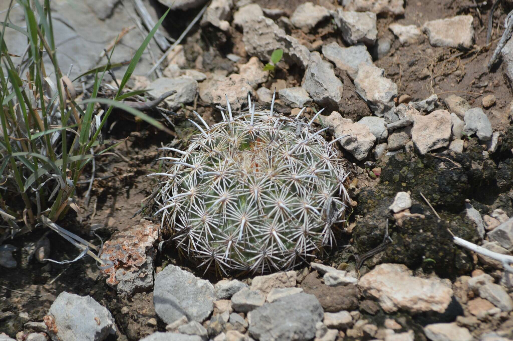 Image of rhinoceros cactus