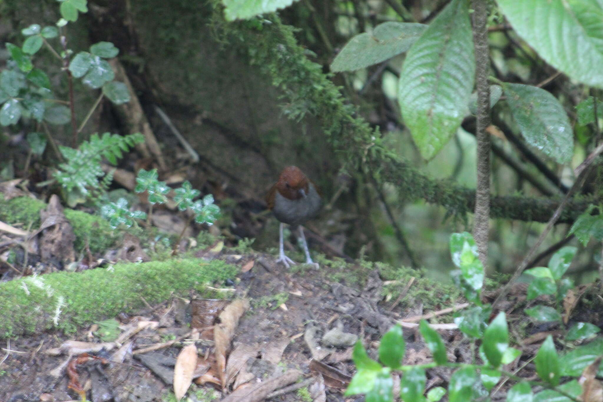 Image of Bicolored Antpitta